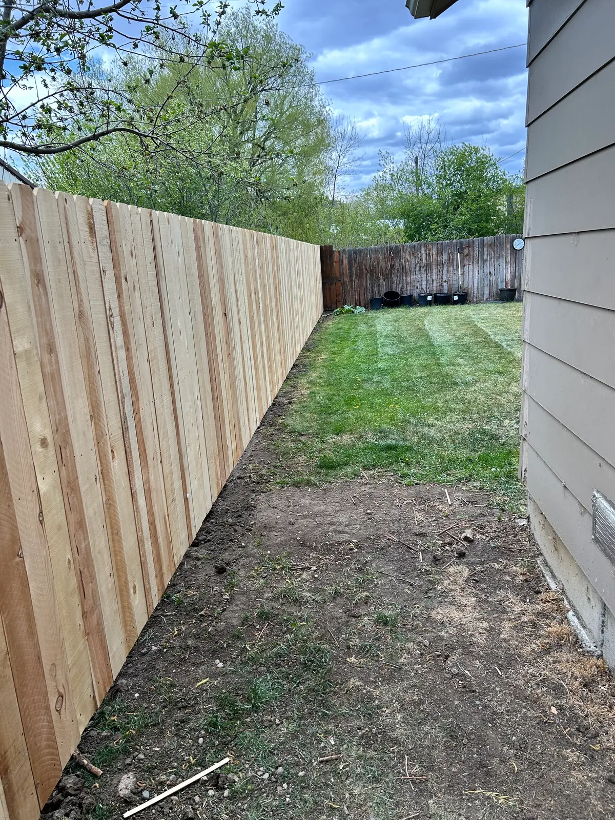 New cedar fence boards along a backyard