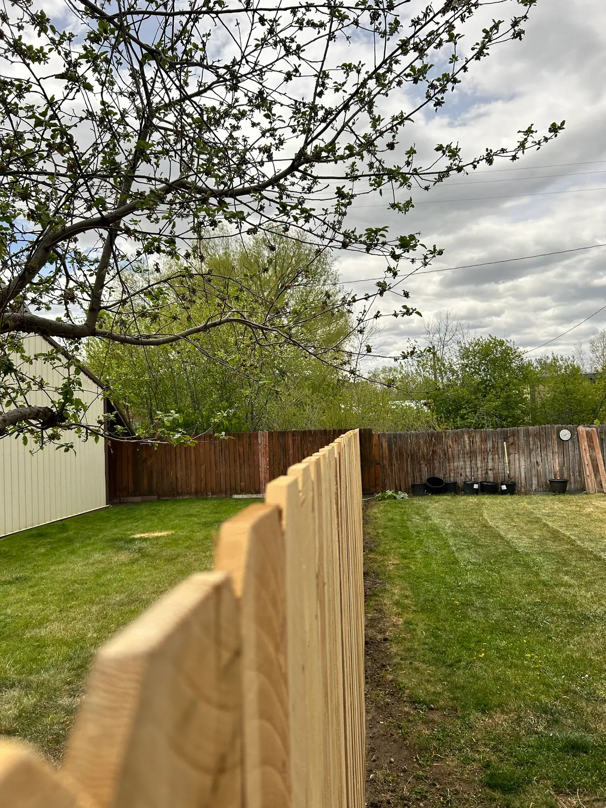 New cedar fence replacing an old fence